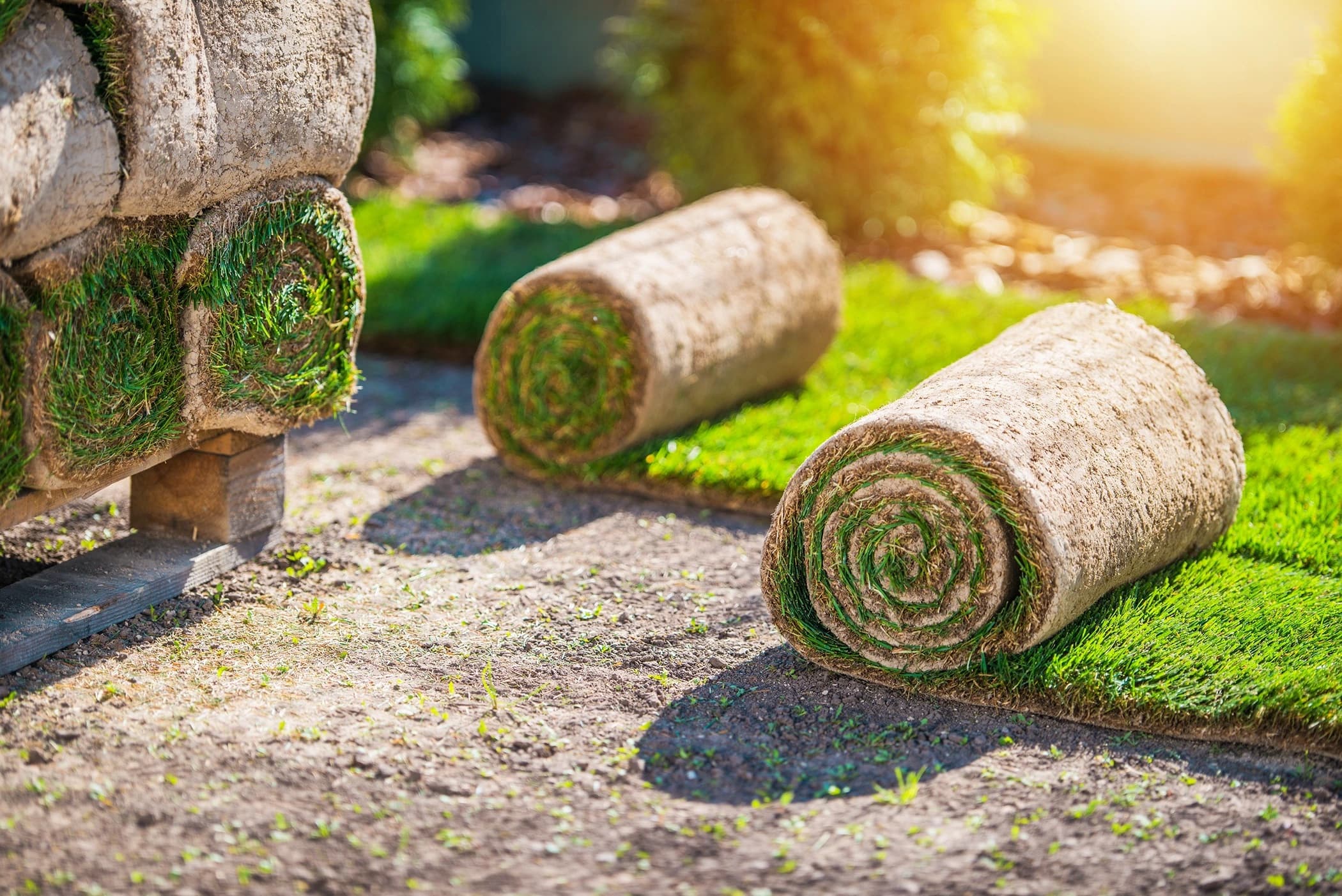Pose de rouleaux de gazon naturel