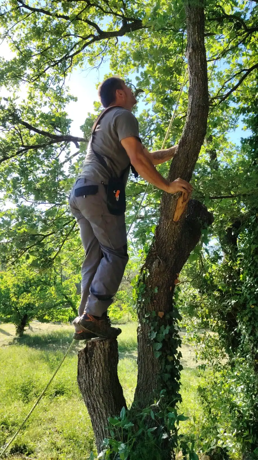 Arbre méditerranéen entretenu en conservant une silhouette naturelle
