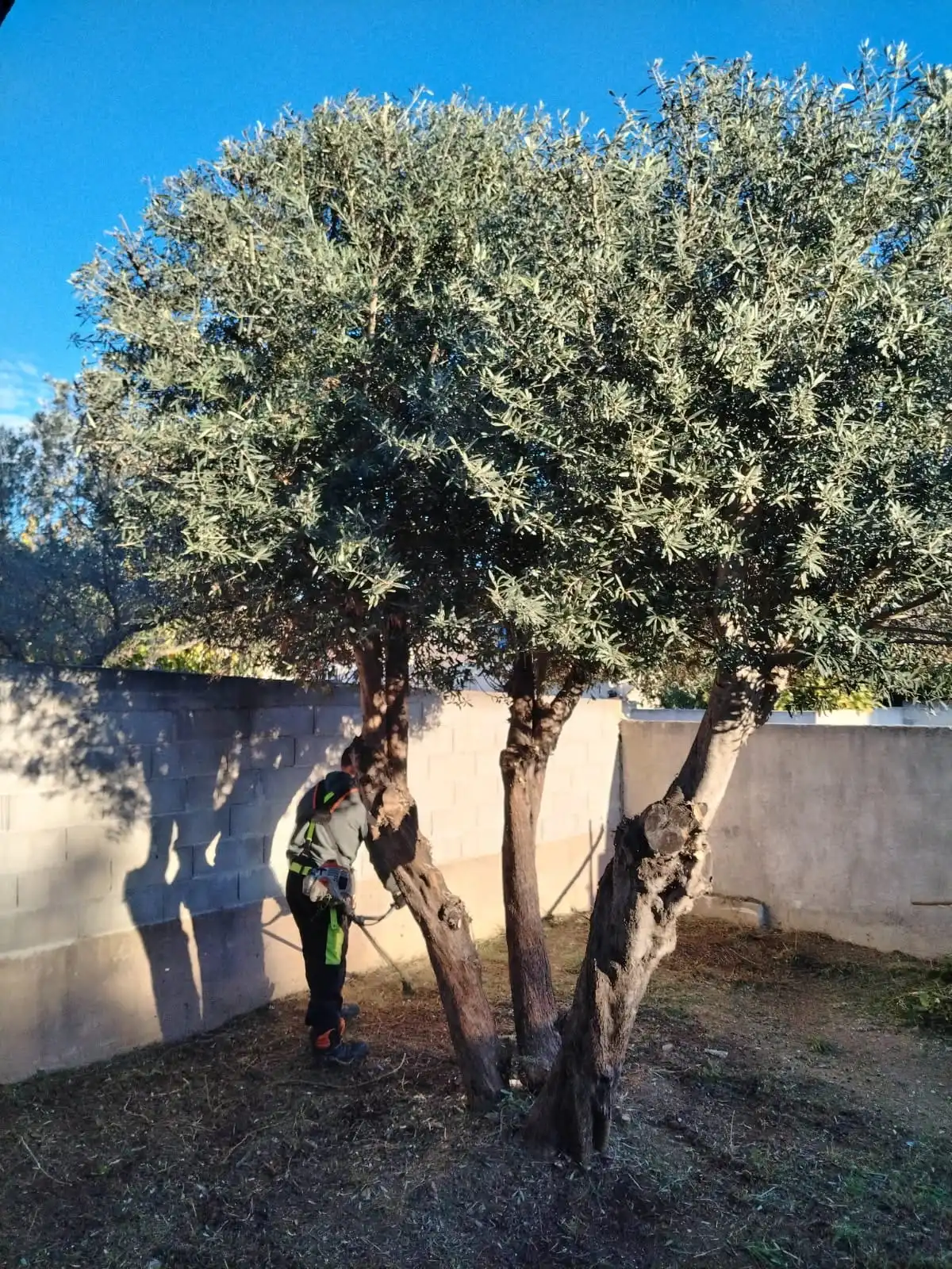 Taille professionnelle d'un olivier dans un jardin