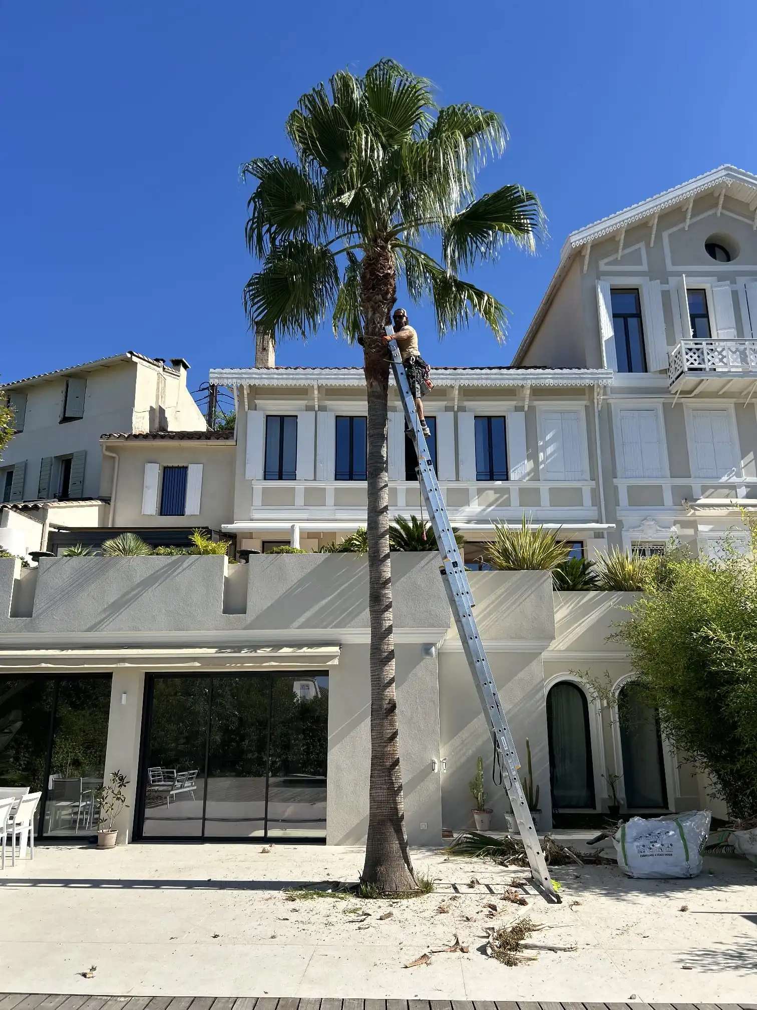 Intervention professionnelle sur un palmier dans un jardin