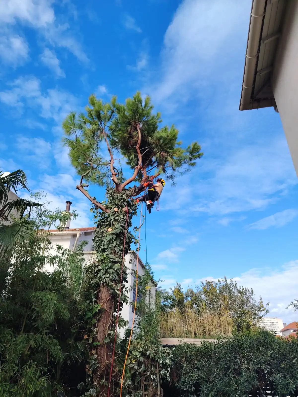 Élagage professionnel d'un pin provençal dans les Bouches-du-Rhône