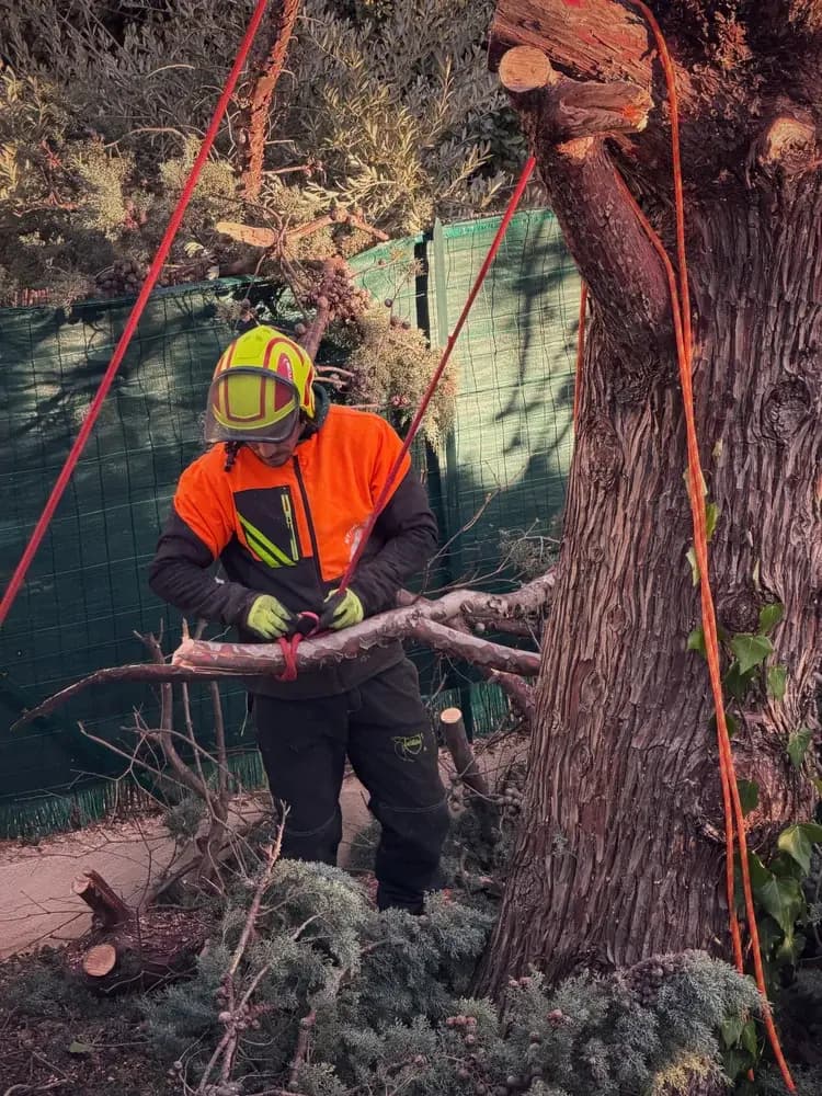 Élagage sécurisé d'un grand arbre par un professionnel à Marseille