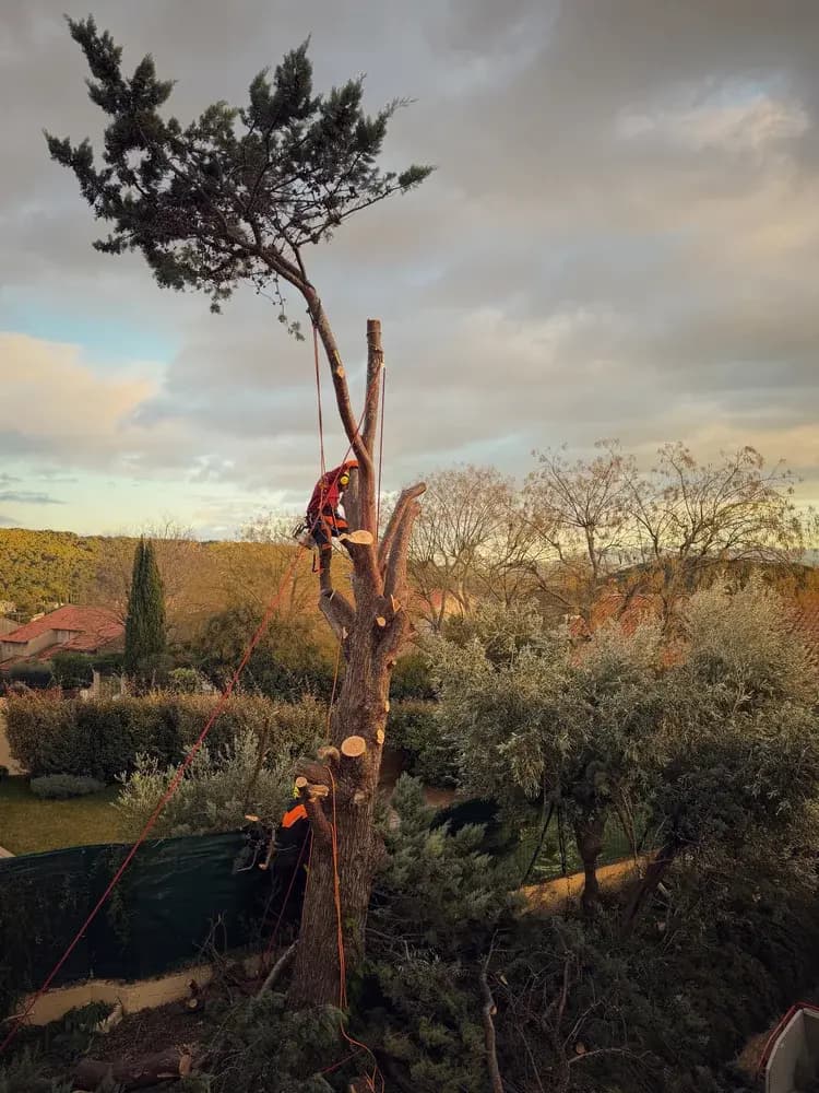 Intervention sécurisée sur un grand arbre proche des habitations
