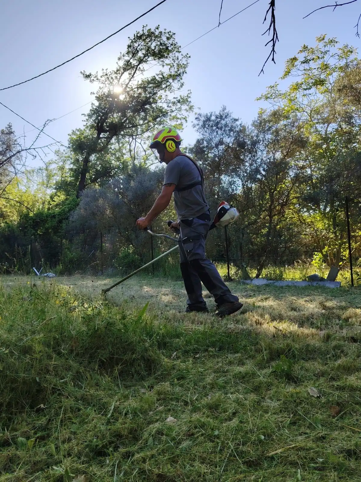 Entretien courant d'une pelouse dans un jardin arboré